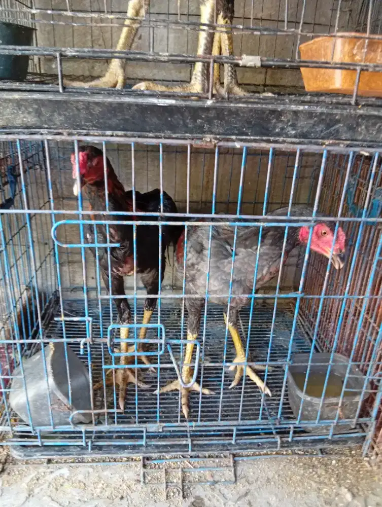 Ayam pakoy janggaran