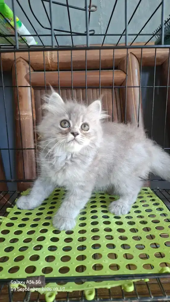 Anak kucing  anggora /kitten persia jantan /kucing persia flatnose