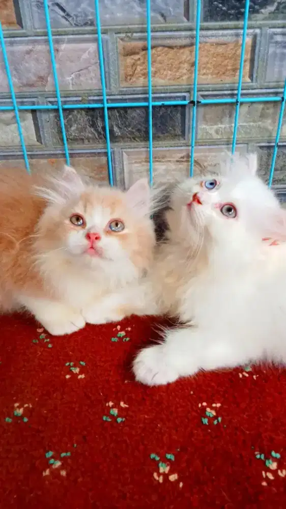 Kitten Persia Flatnose