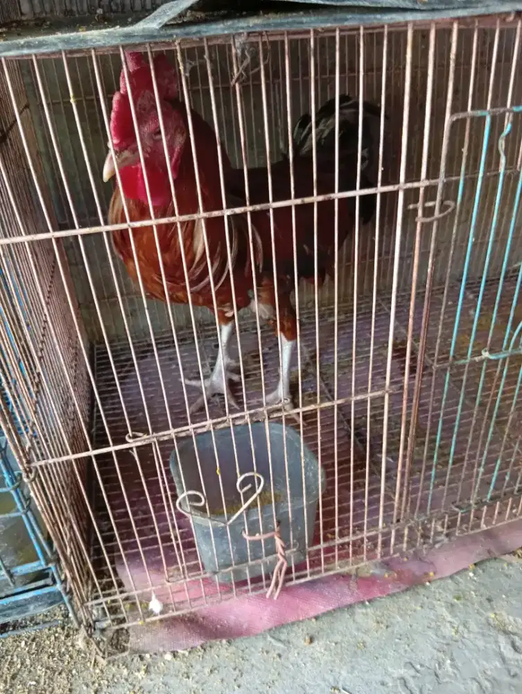 Ayam jago hias eco dari madura
