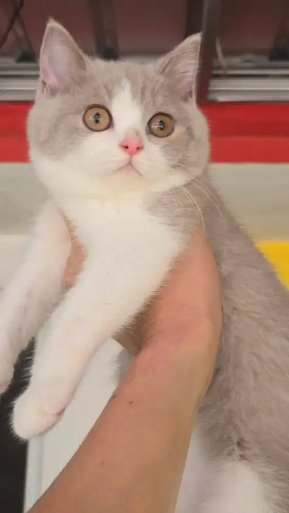 Kucing british shorthair bsh british shorthair