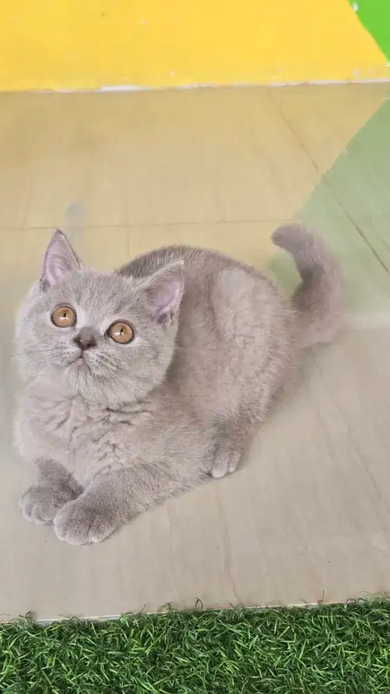 Kucing british shorthair bsh british shorthair