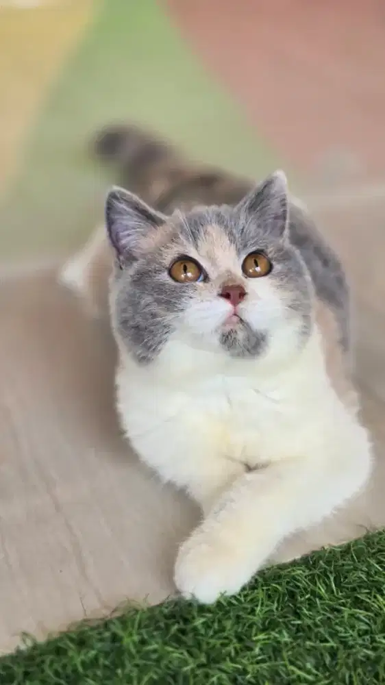 Kucing british shorthair bsh british shorthair