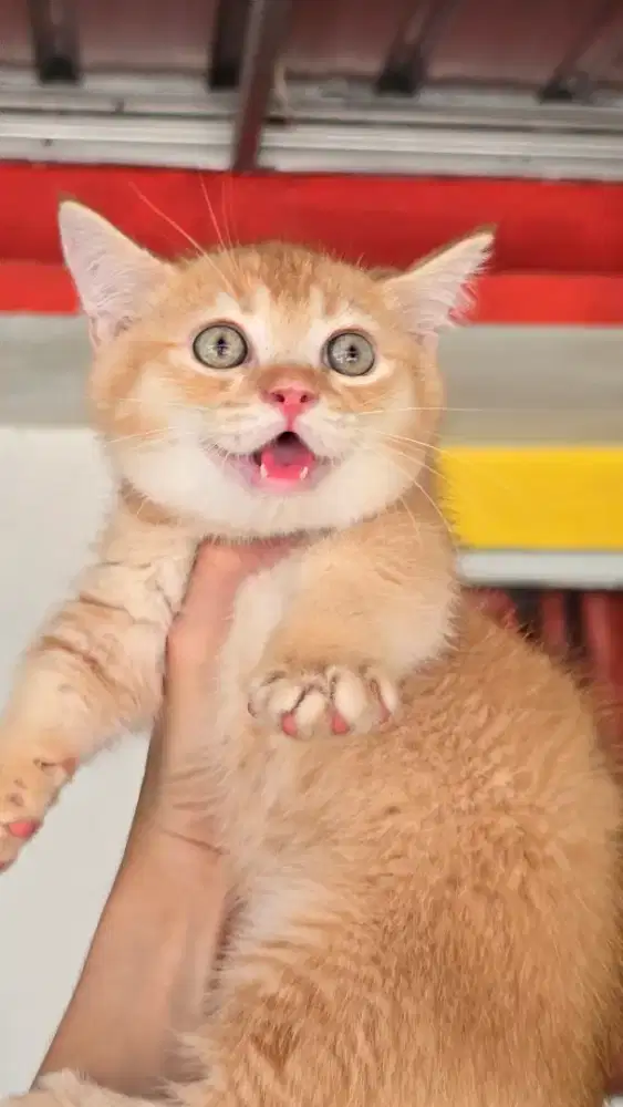 Kucing british shorthair bsh x munckin british