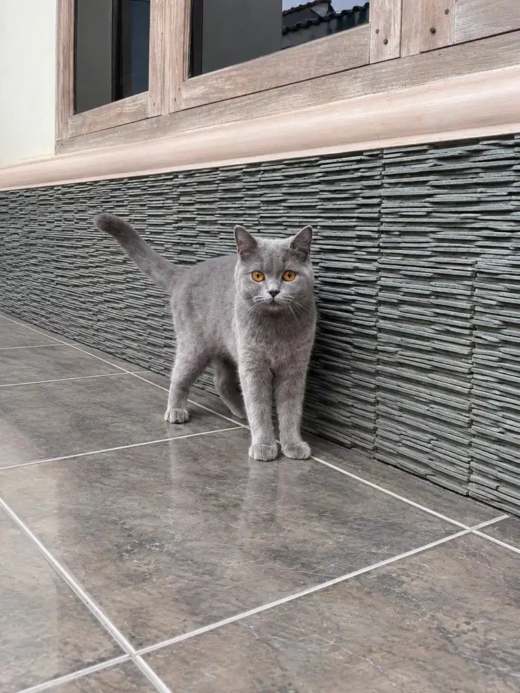 Kucing bsh british shorthair betina