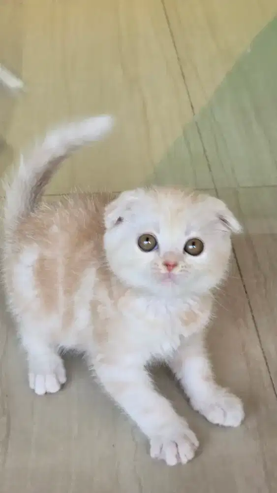Kucing british shorthair bsh x scotish fold