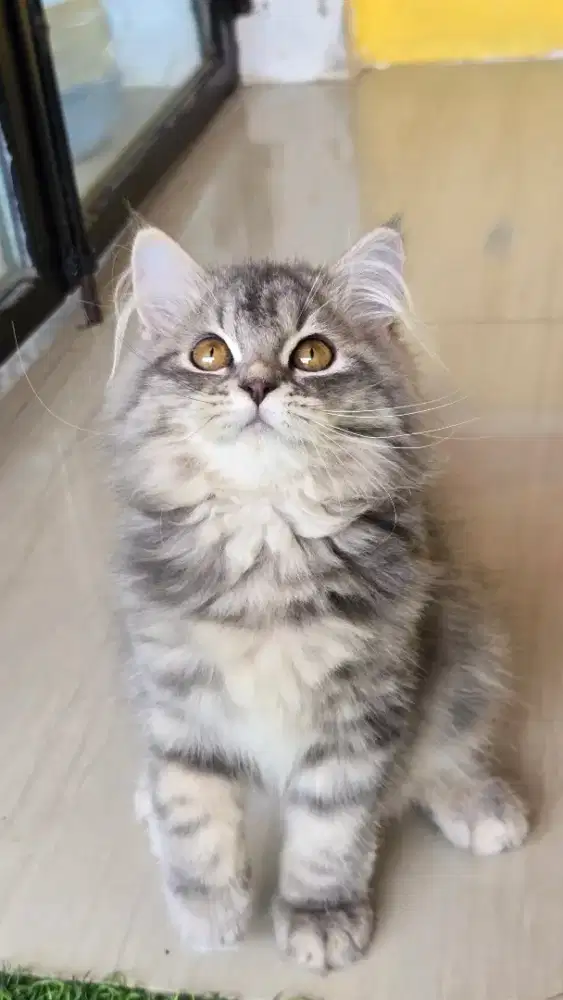 Kucing british shorthair bsh x british longhair