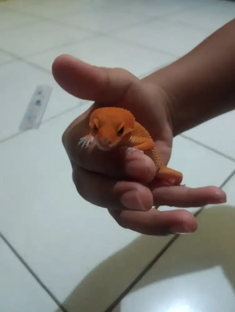 Gekco kesayangan emak