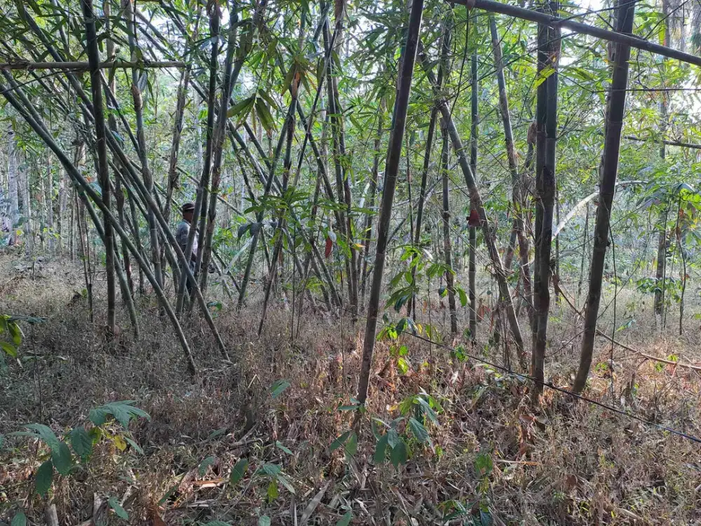 tanah plakaran Karangdadap Kalibagor Banyumas