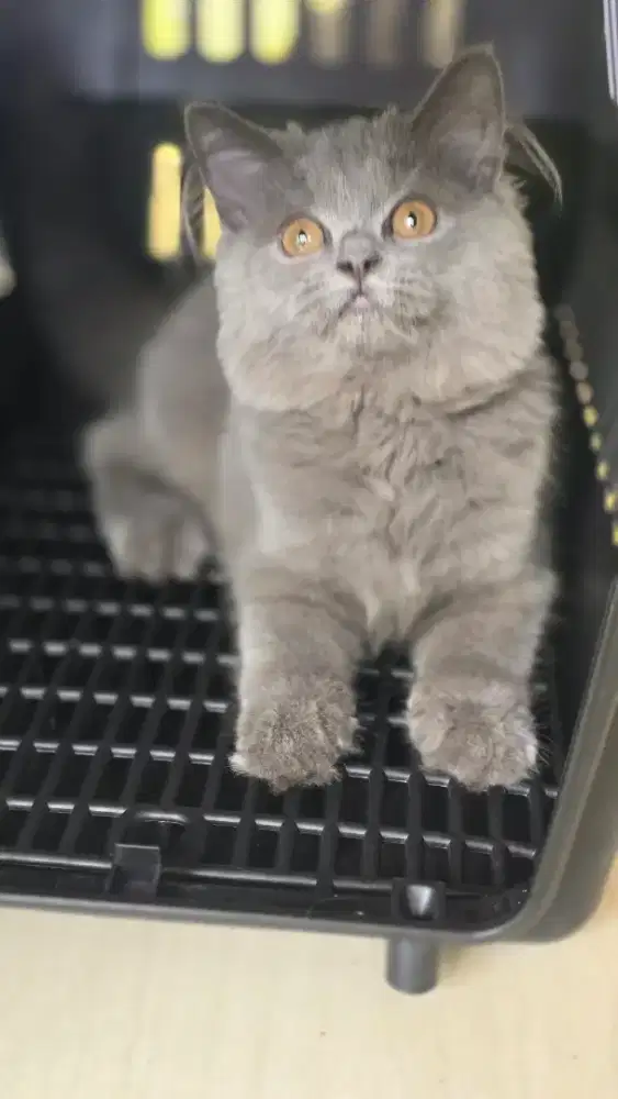 Kucing british shorthair bsh x british long hair
