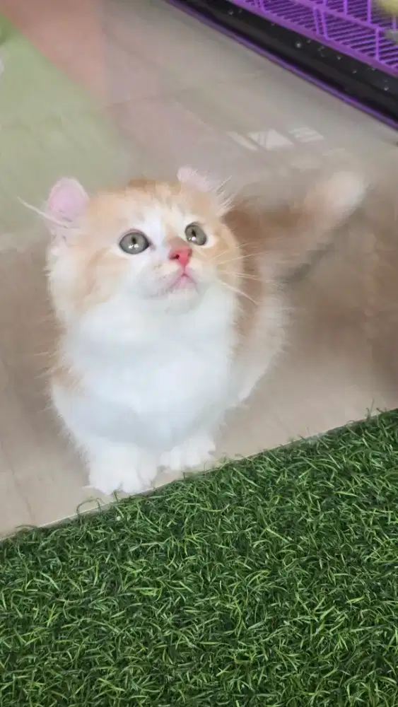 Kucing british shorthair x munckin kinkalow