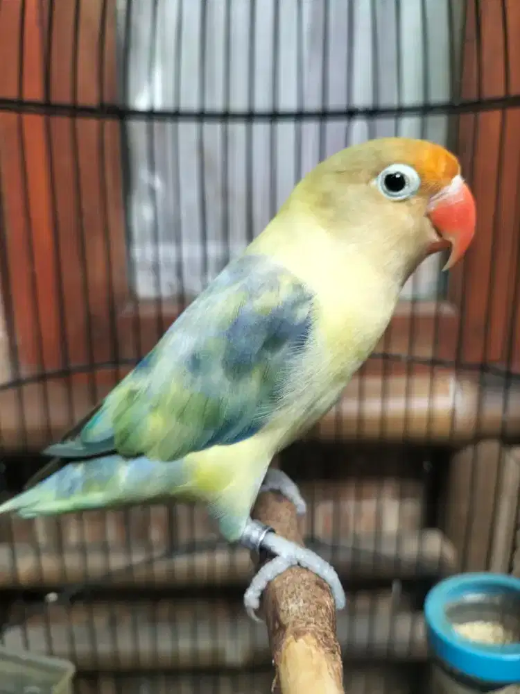 Burung lovebird PB BLOROK JANTAN DEWASA