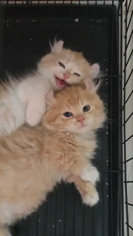 Kucing munckin kinkalow longhair