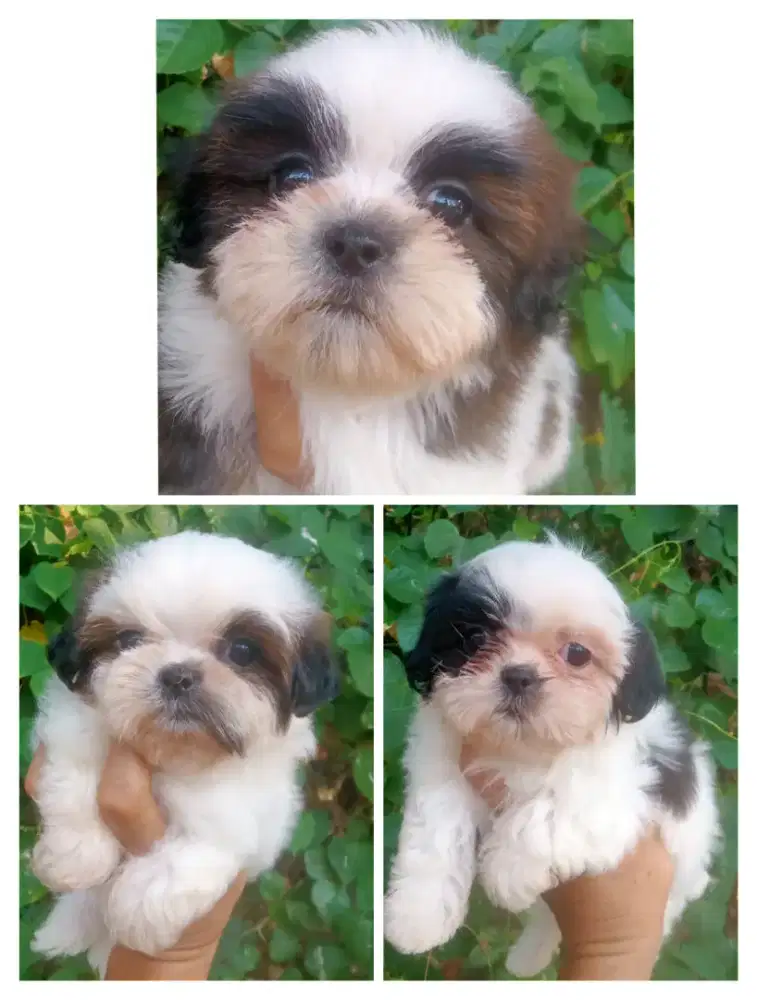 Anjing shihtzu sitsu sitzu