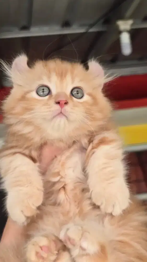 Kucing british shorthair x munckin kinkalow
