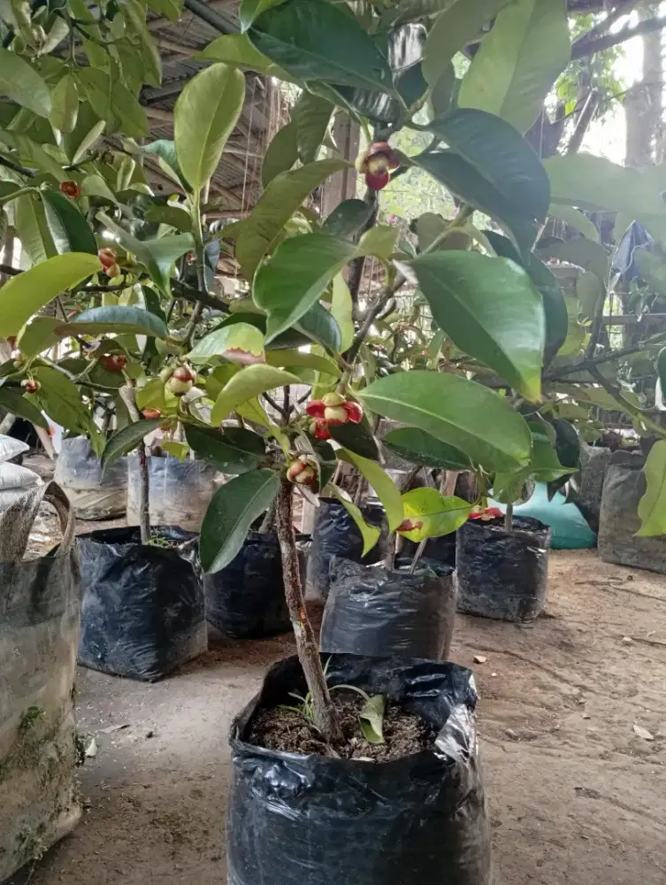 Tanaman buah manggis