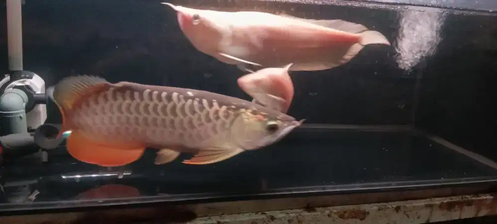Arwana golden red/albino short body