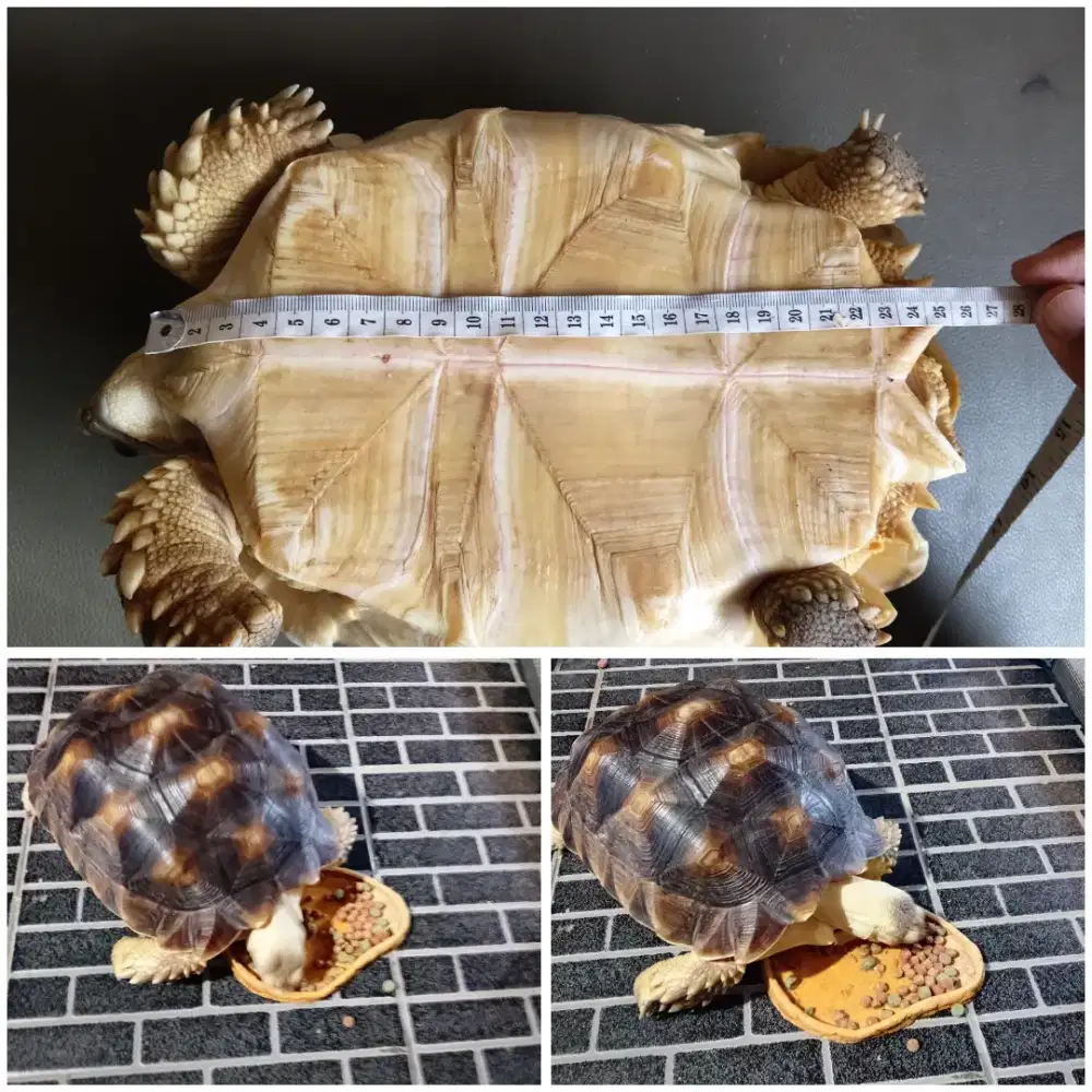 Sulcata 19cm dan 25cm