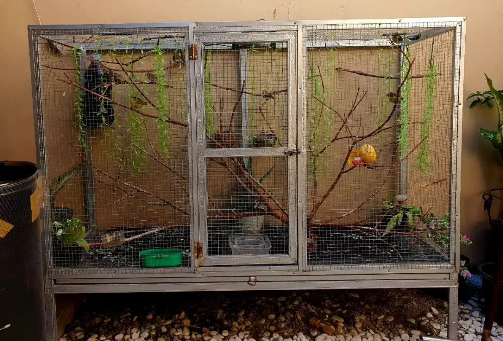 Kandang aviary 1,5 M