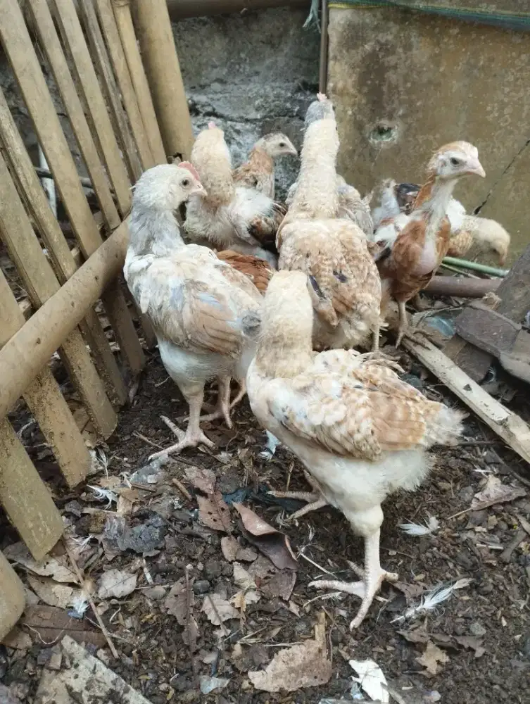 Anak Ayam kampung silangan merawang