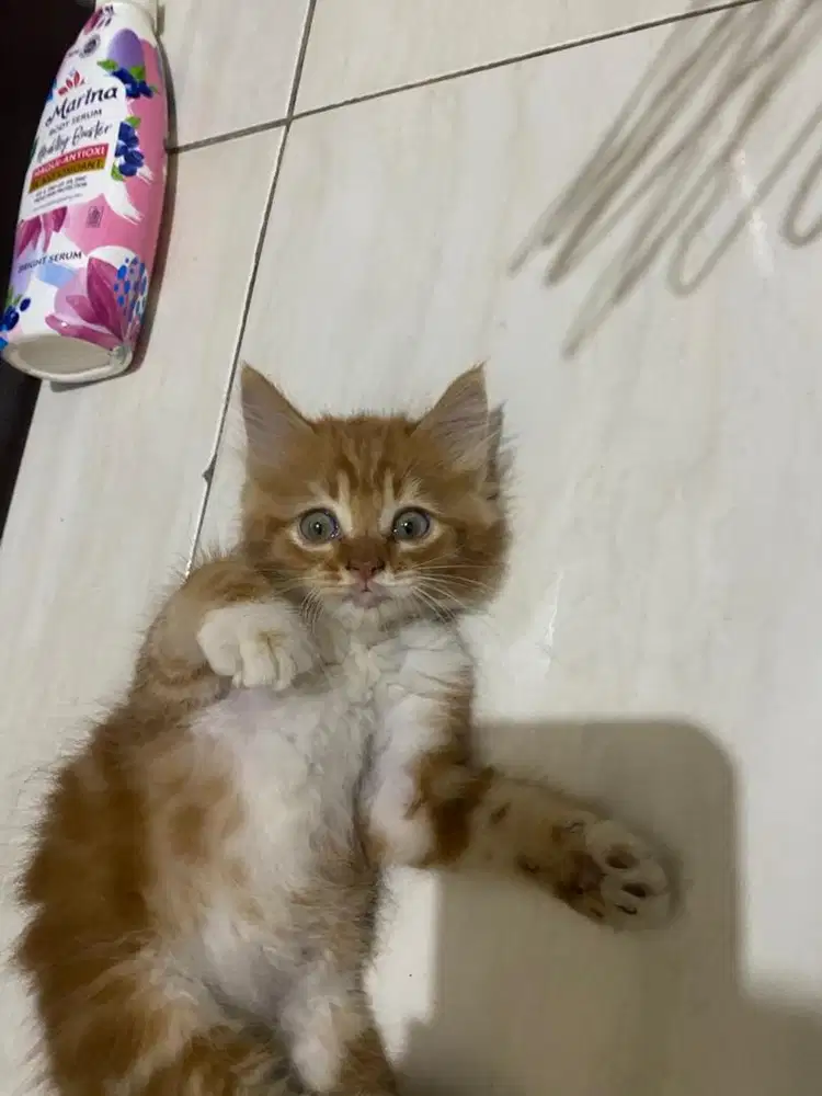 Open adop kucing mix persia