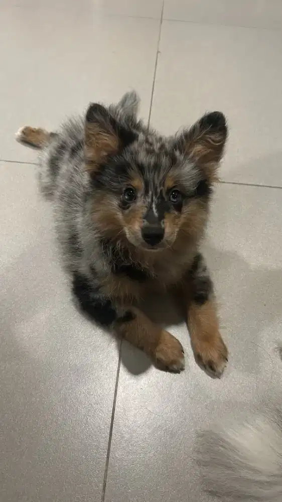 Anak Anjing Minipom mix Poodle