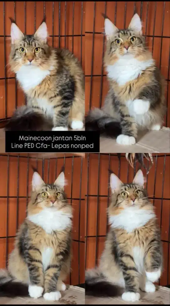 kucing kitten anakan mainecoon pure 5 bln