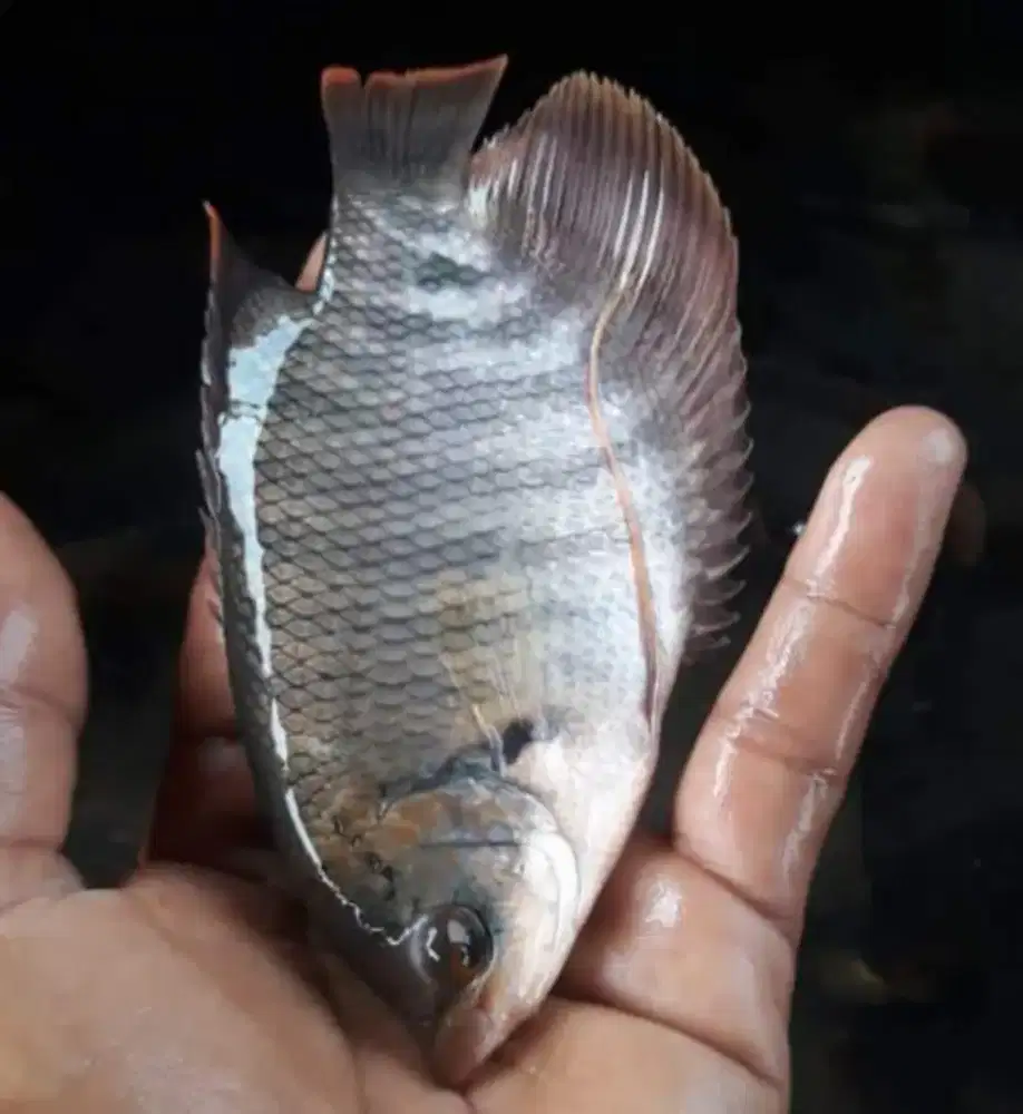 Jual bibit ikan gurame soang ukuran 3 jari kang