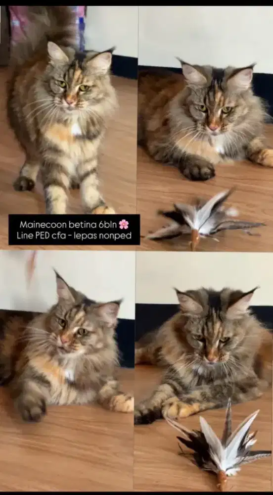 kucing kitten anakan mainecoon pure 5 bln betina