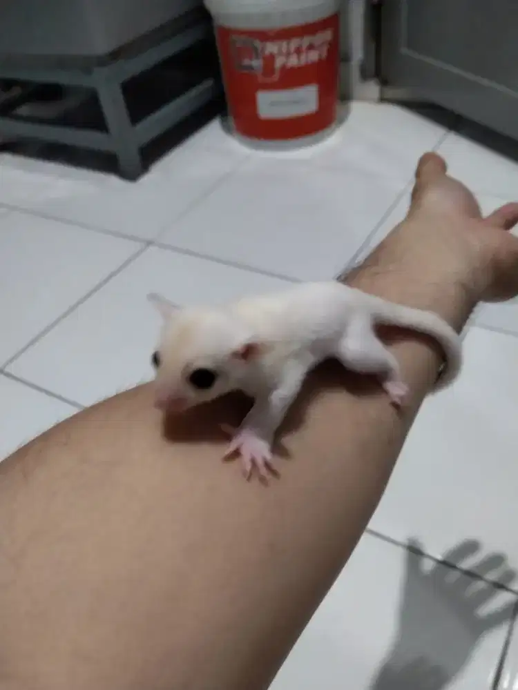 Sugar Glider Leucistic Joey