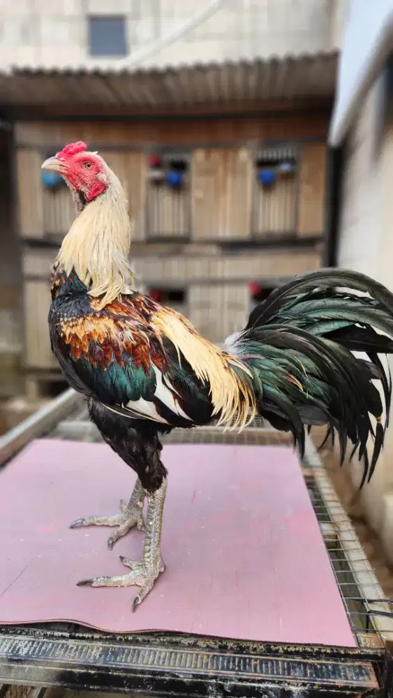 Ayam bangkok pamangon line bgw x smfc kuda lari super mewah