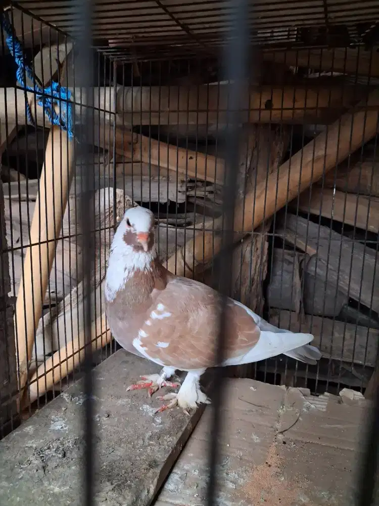 Jual merpati dara