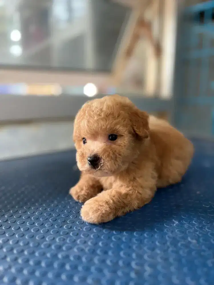 Tiny poodle jantan murmer