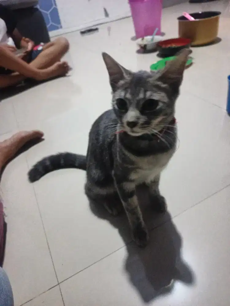 Kucing gratis bawa aja