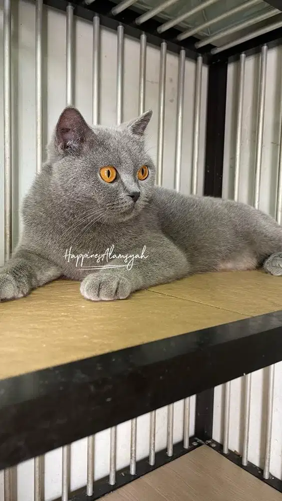 Indukan BSH Betina Double Ped (Microchip)