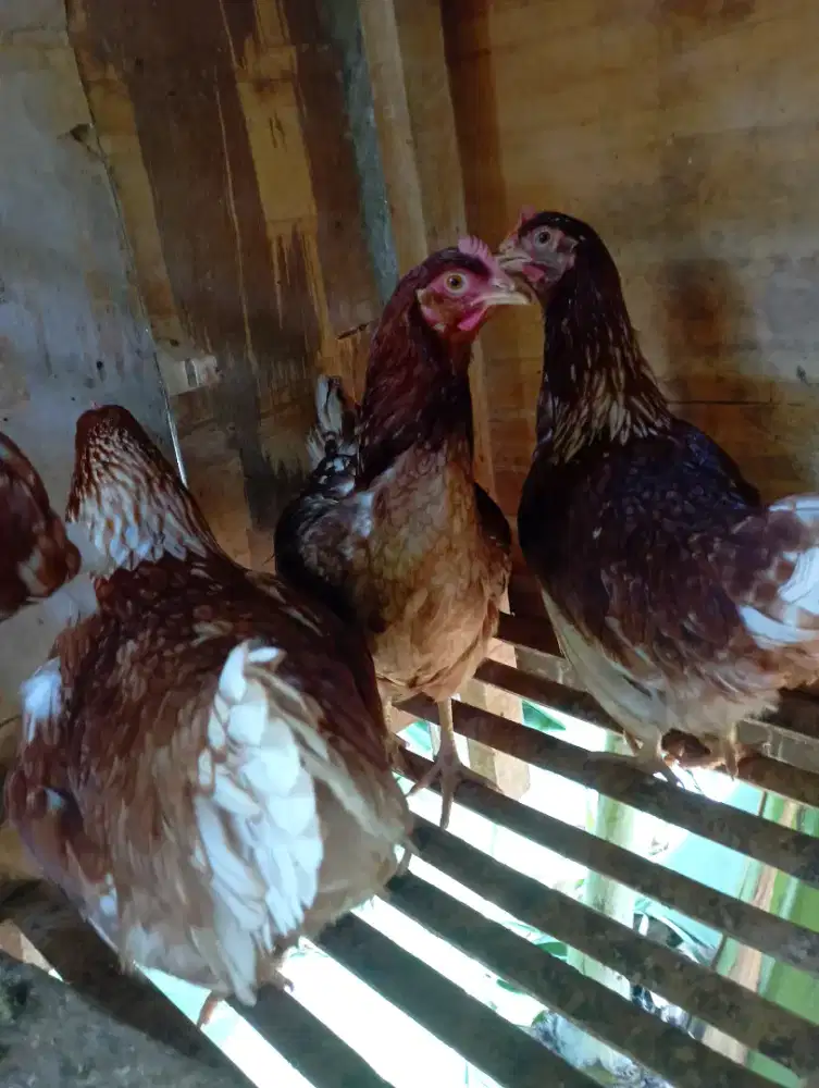 Ayam petelur pullet umur 17 minggu siapan nelur