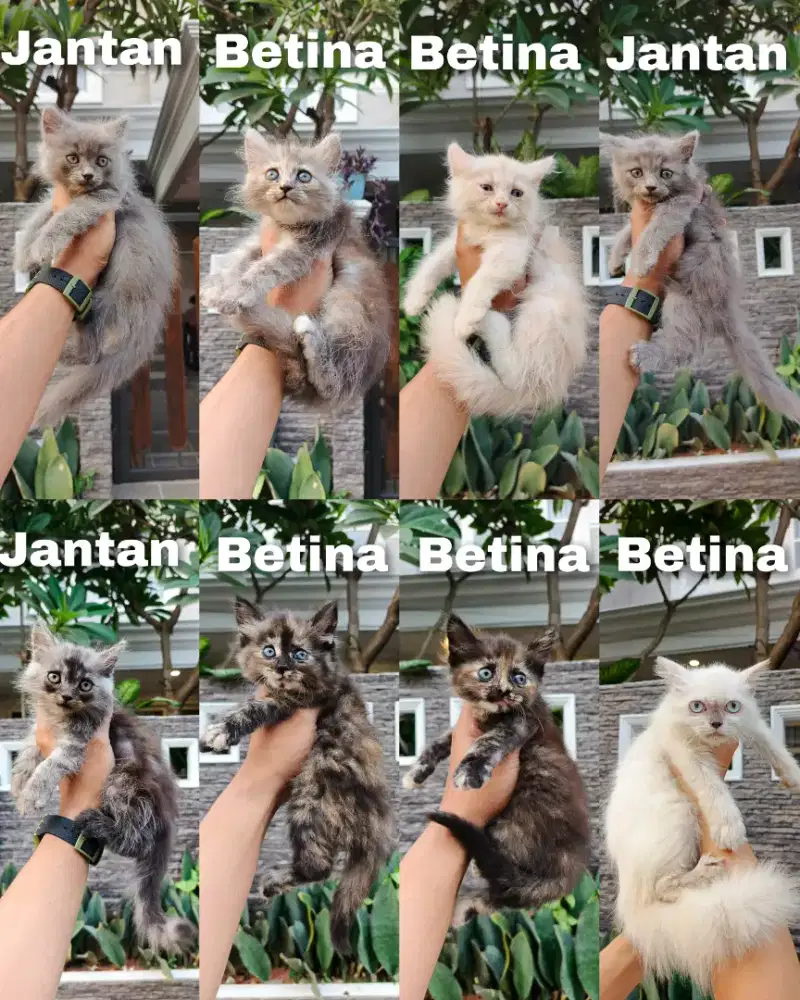 Kitten persia dan Himalaya