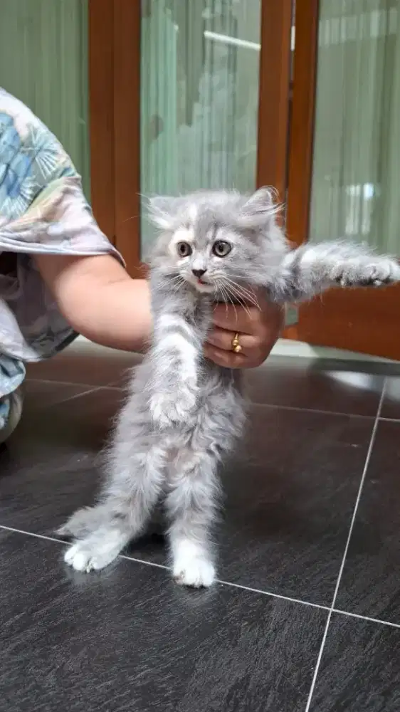 Lepas adop anak kucing umur 2 bln