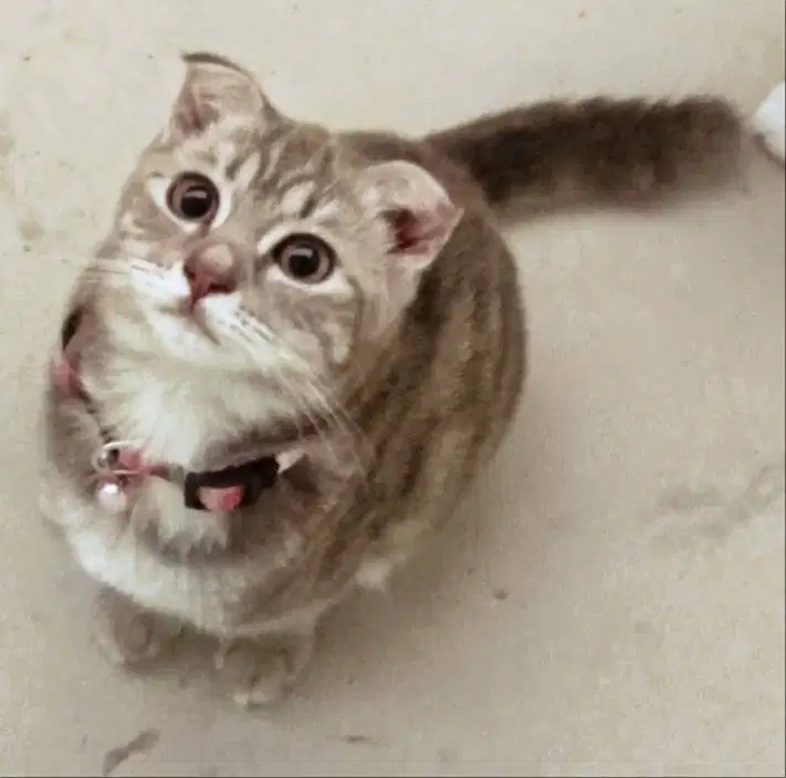 Jual Anak Kucing Scottish Fold Super Keren Lucu Clingy!!