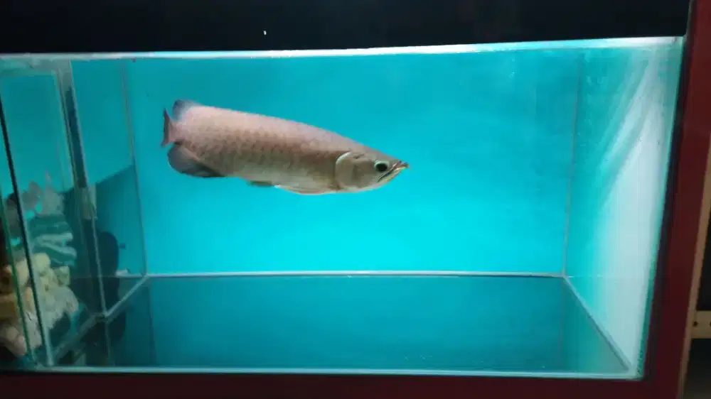 Ikan Arwana Green Fino
