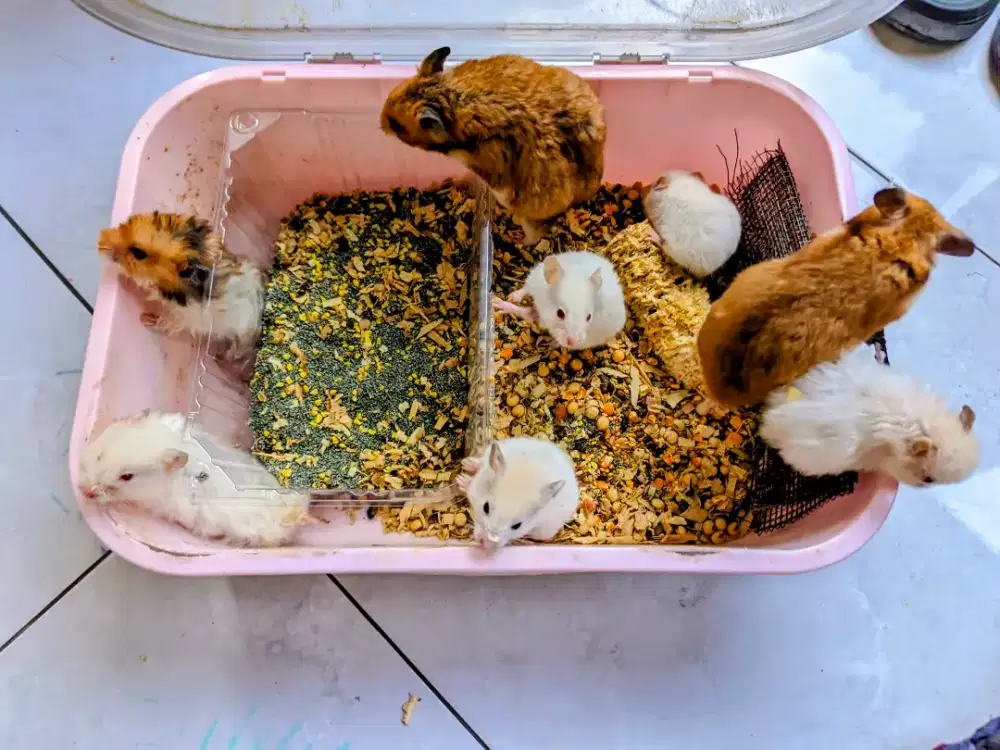 Hamster Syrian Warna Putih Lucu