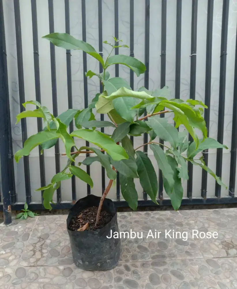 Bibit Unggul Jambu Air King Rose