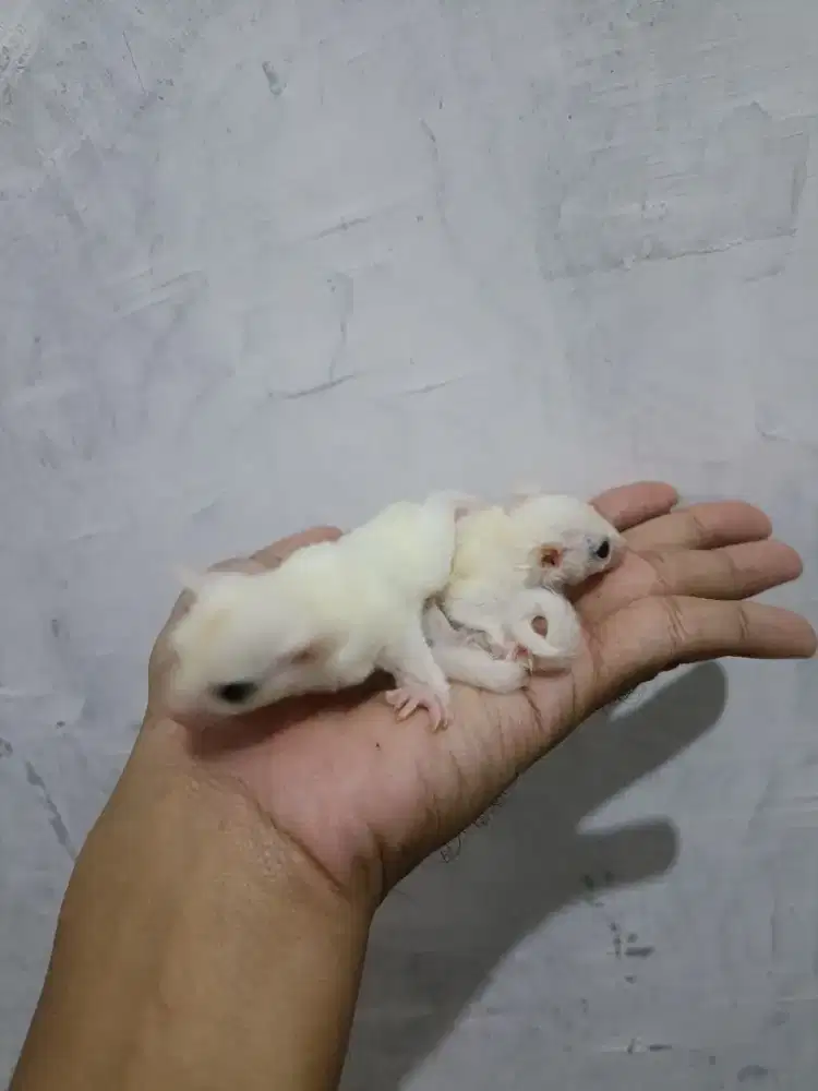 Sugar Glider Leuciatic B Joey sudah makan sun