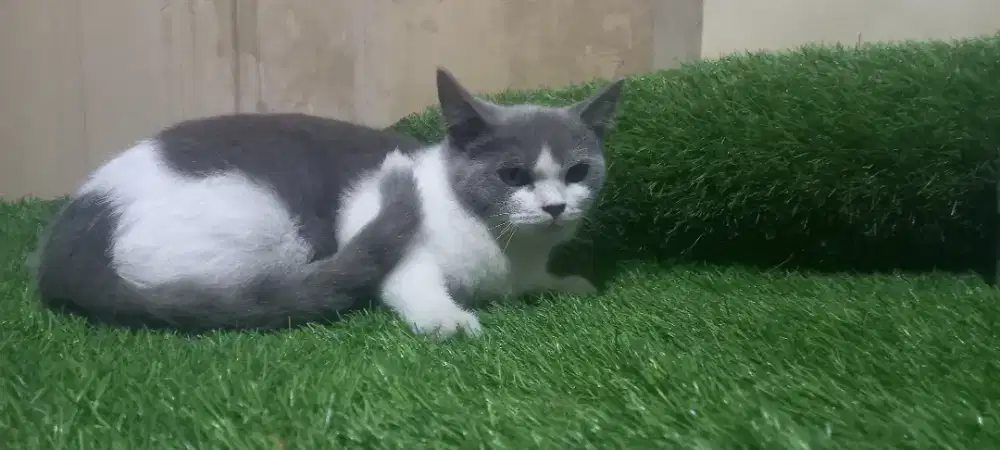 British shorthair bicolor line bringjoy