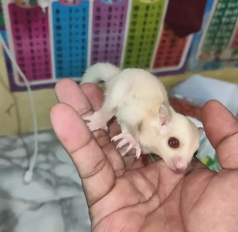 Sugar glider creamino joy betina