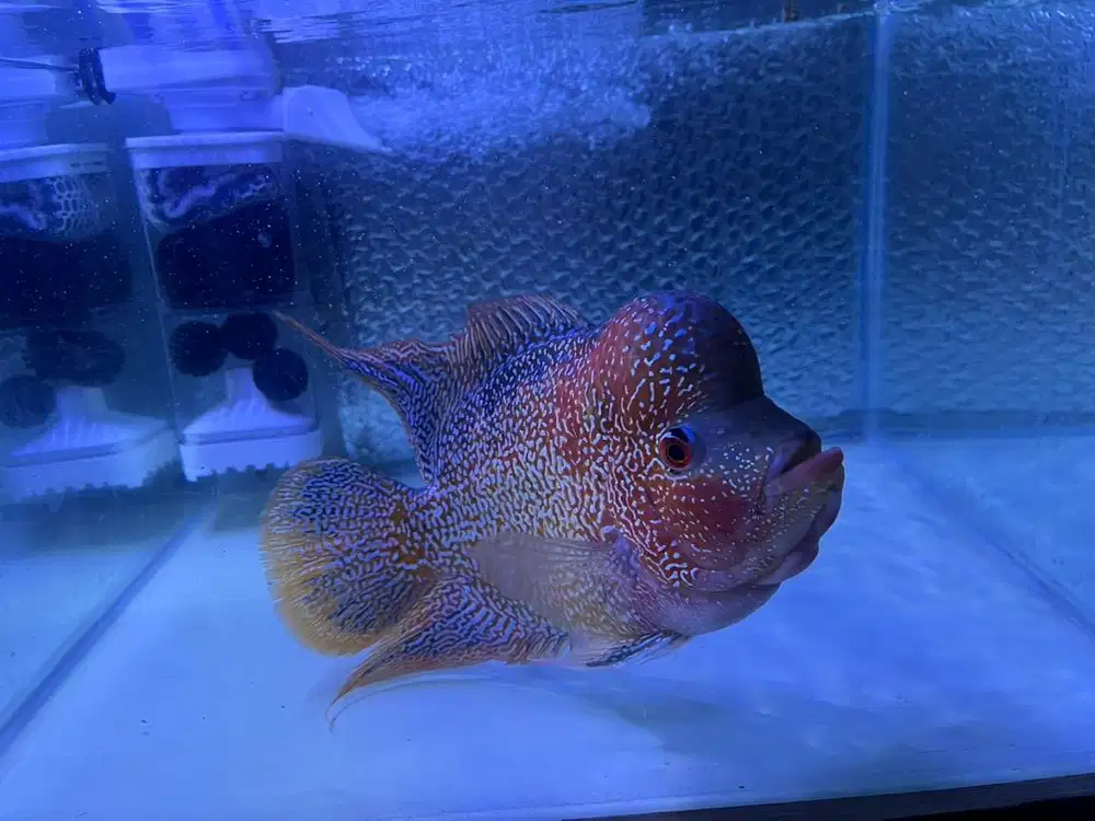 Ikan Louhan cencu