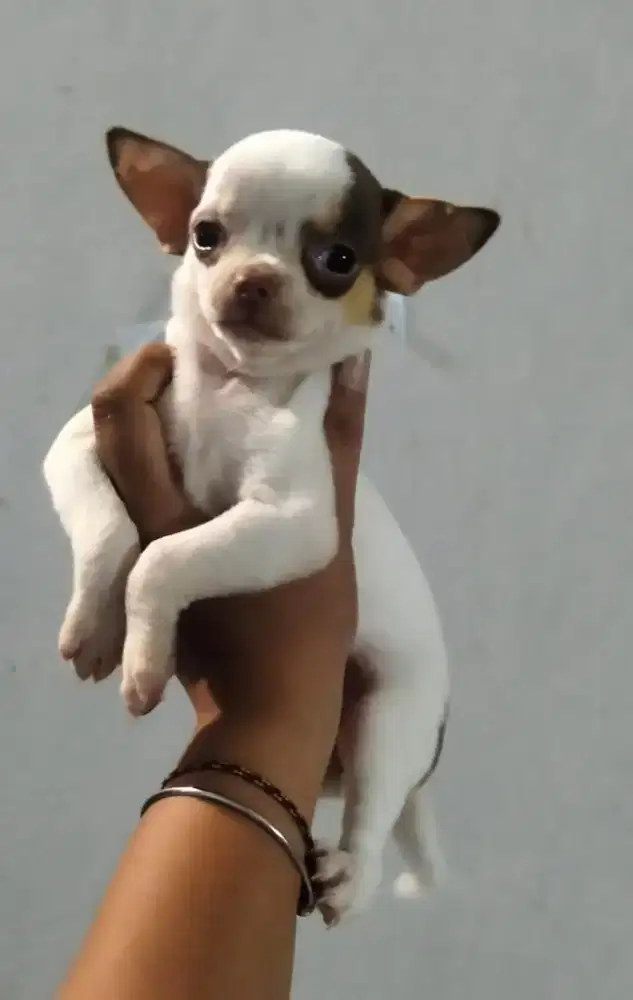 puppies chihuahua