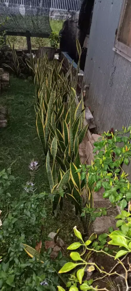 Lidah mertua sirip kuning
