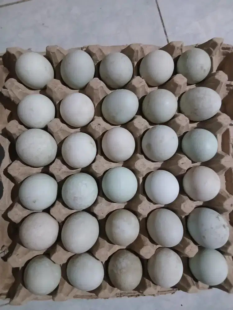 Telur Bebek Segar
