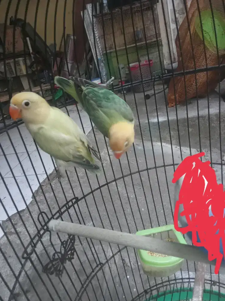 Jual burung lovebird warna